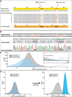 Targeted mutagenesis and high-throughput screening of diversified gene and promoter libraries for isolating gain-of-function mutations